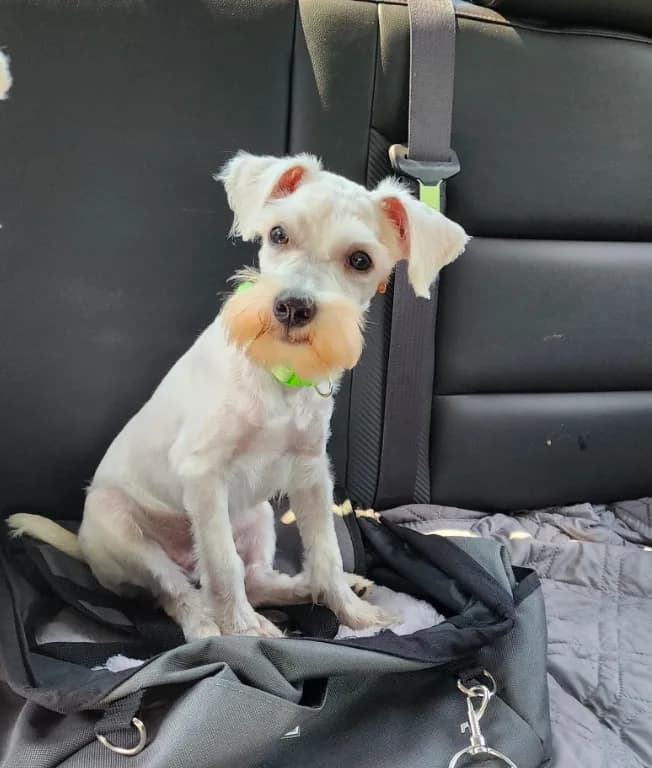 Lucy