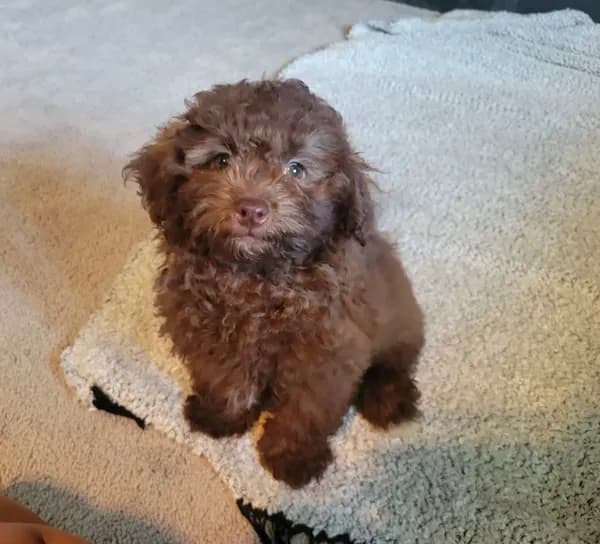 Cocoa