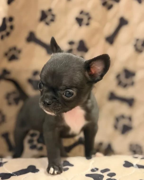 Black Boy