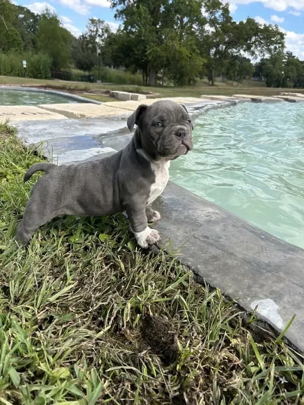Lulu