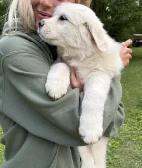 Lovey Pup