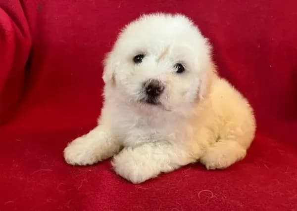 Bichon Girl - Cream Ears