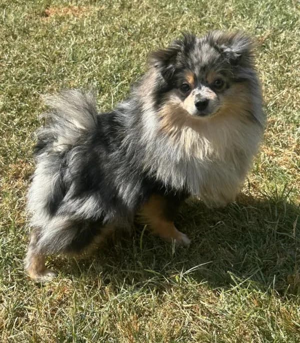 AKC ☆ Blue Merle