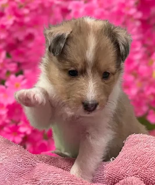 AKC Registered