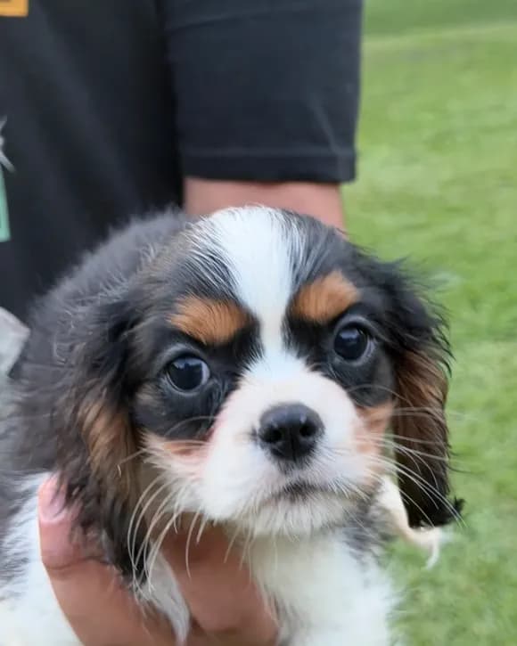 Jack