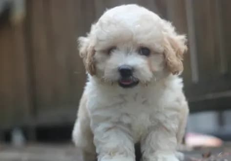 Charlie