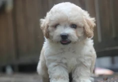 Charlie