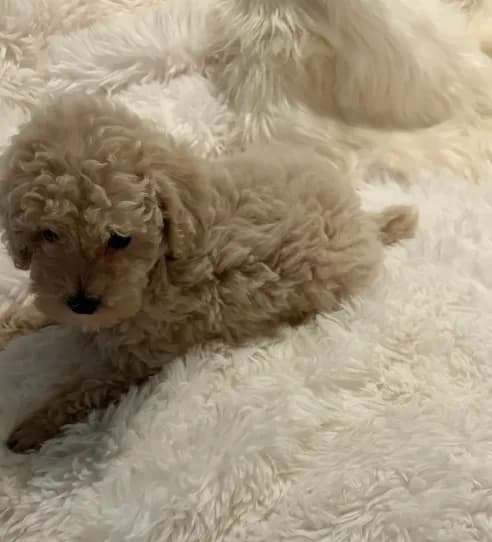Mia - AKC Toy Poodle