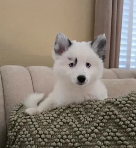 Iris