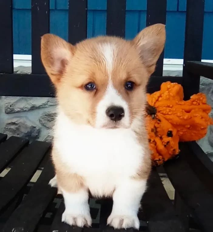 Ellie