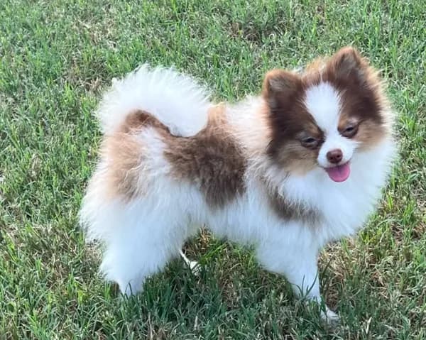 AKC Mia