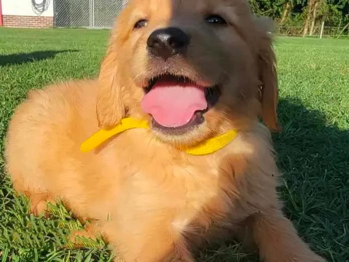 Golden