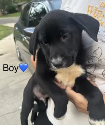 Boy