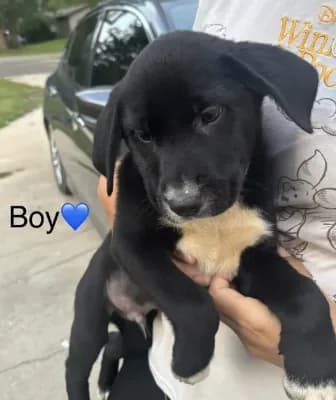 Boy