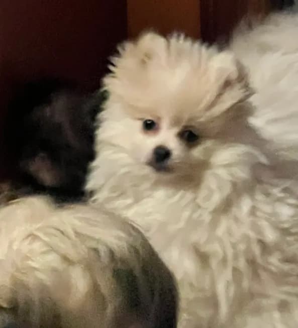 Puppy