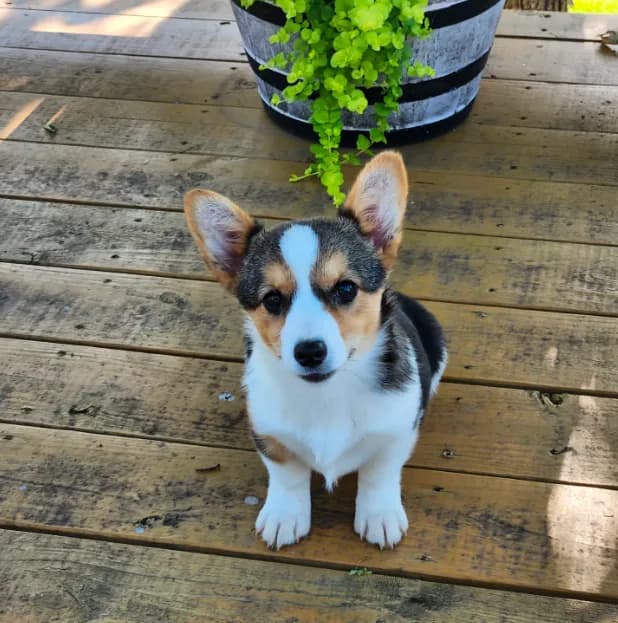 Daisy - Blue Collar Female
