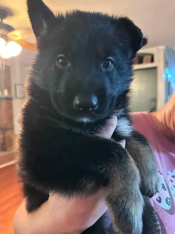 Tyson