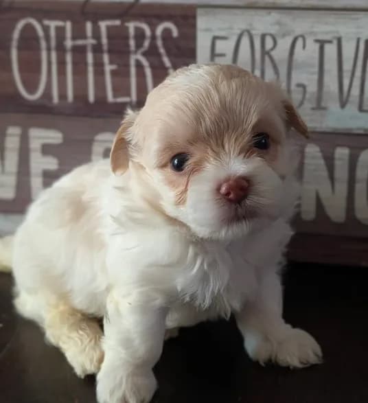 Boba (Merle Teacup Maltipoo)