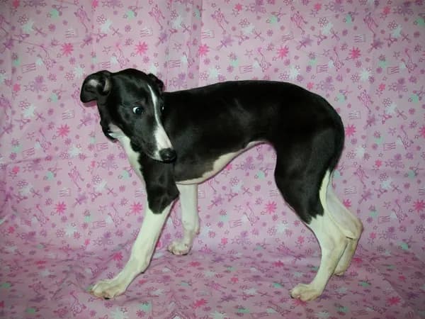 AKC Maggie 💝