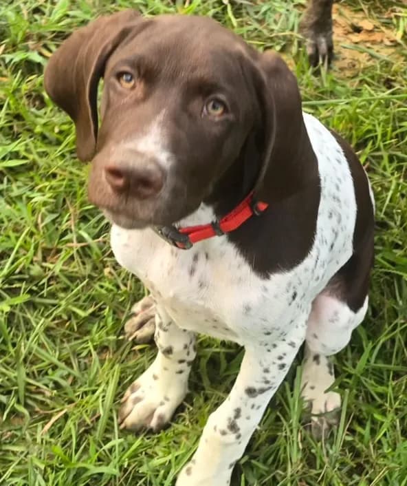Red Collar