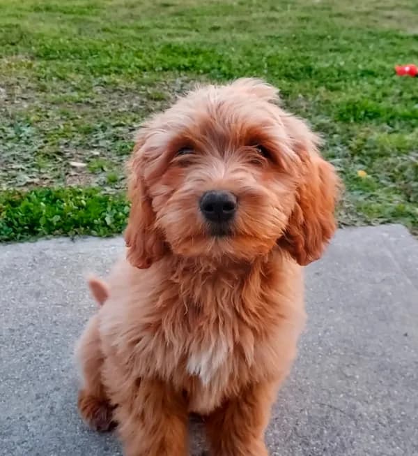 Mini Labradoodle (green)