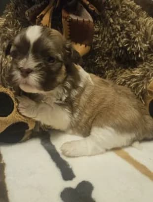 Medium brown and white boy
