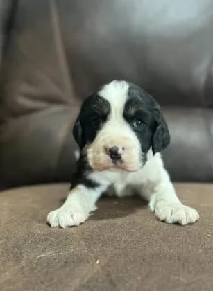 Black Tri Male