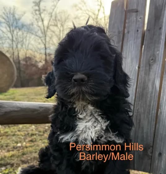 AKC Barley