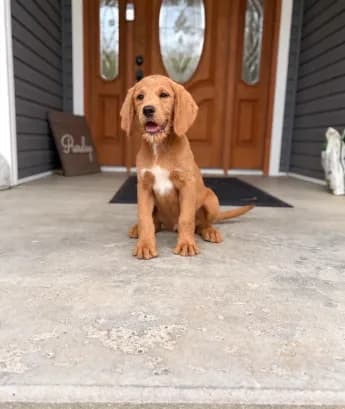 Ham