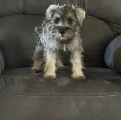 Rufus