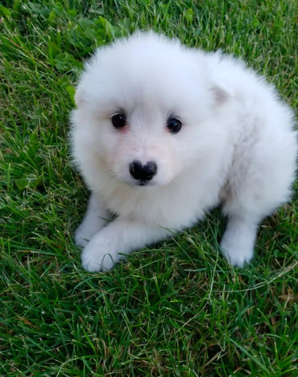 Bruno