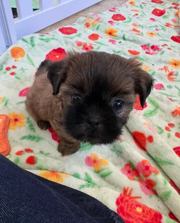 Baby Shihtzu