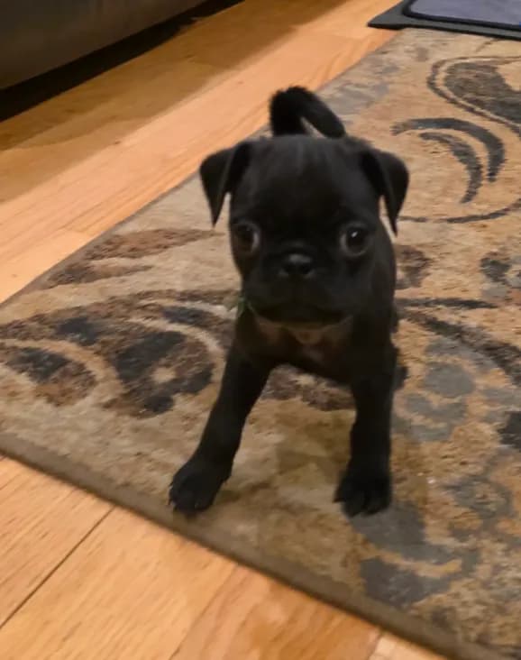 Marley