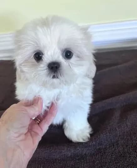 cutie 1