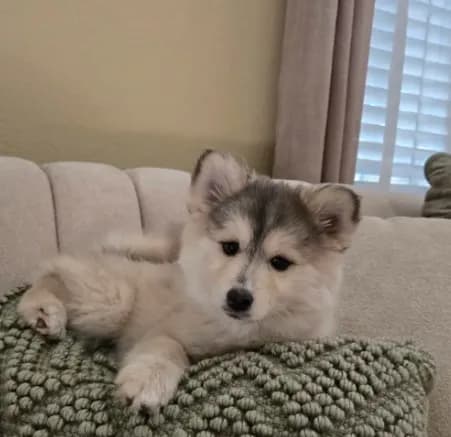 Gracie