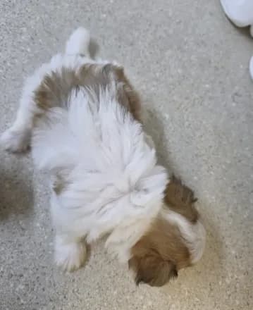 Fluffy