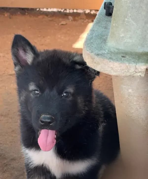 Puppy4