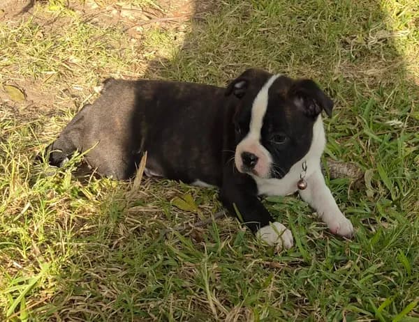 Duke