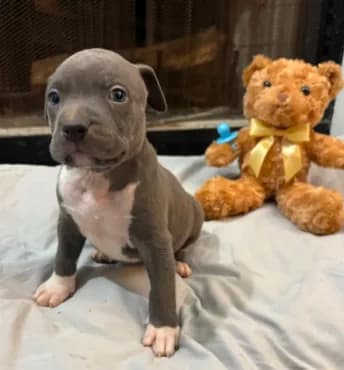 Pup 3
