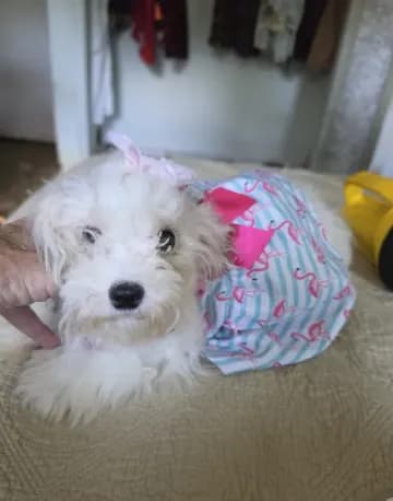 Mia