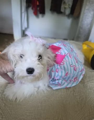 Mia