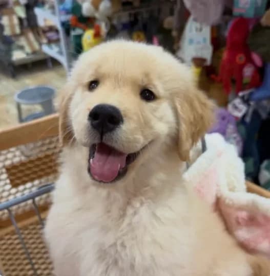 Golden pup