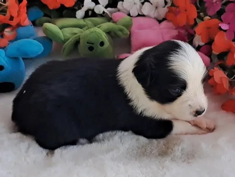 Fancy Black tri male