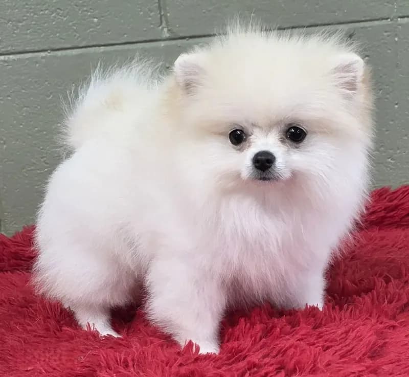 Polar
