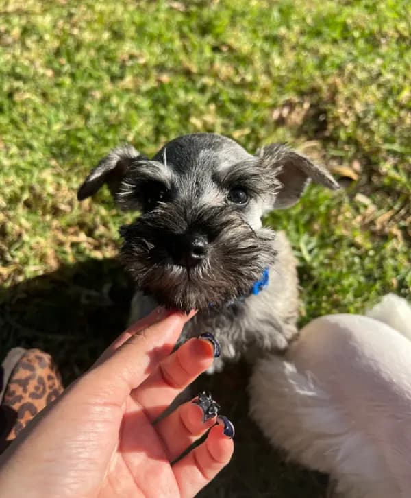 Timmy