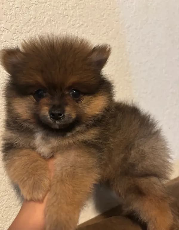 Toby