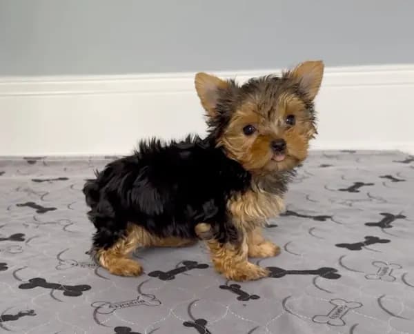Yorkie Female "We Will Be Best Friends"