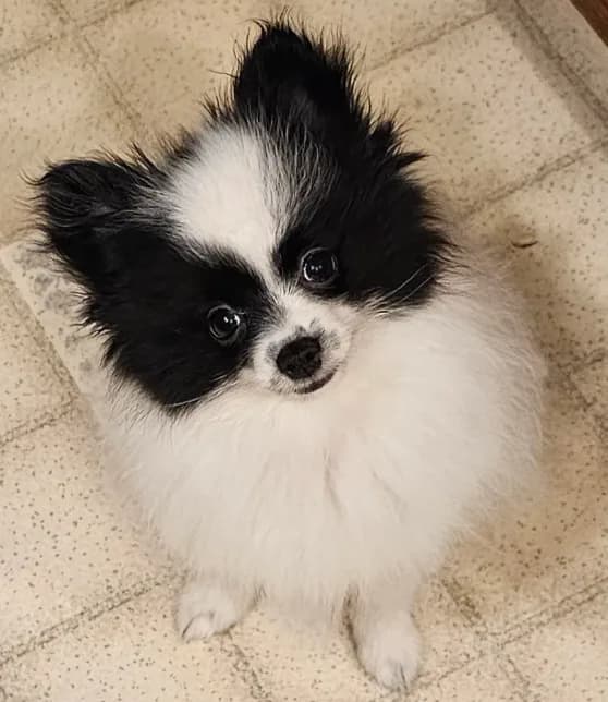 Harry Akc SALE