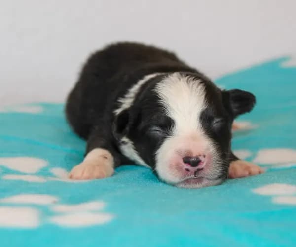 Waylon- Black Tri Male
