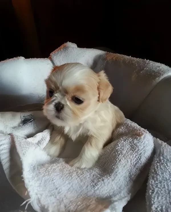 Teacup Denise